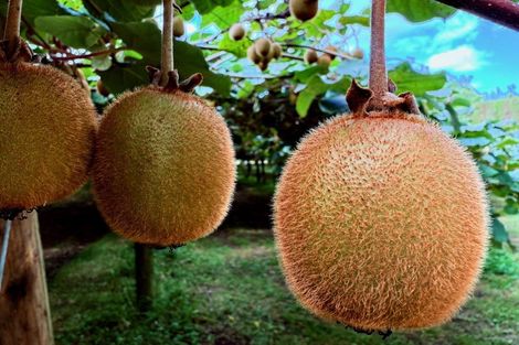 Photo of property in 29 I'anson Road, Minden, 3179