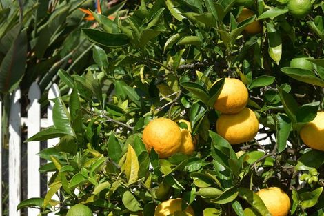 Photo of property in 56 Sapphire Drive, Hairini, Tauranga, 3112