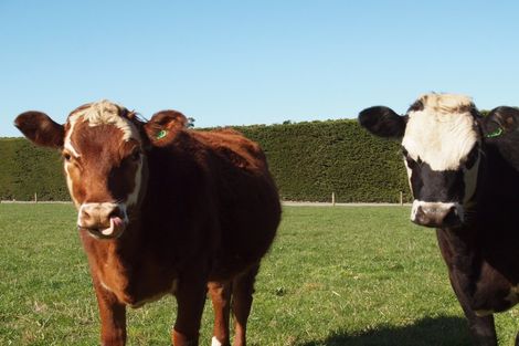 Photo of property in 84c Voss Road, Lincoln, 7674