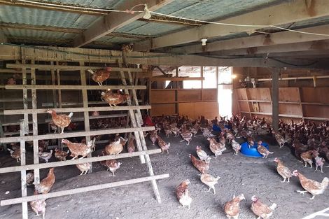 Photo of property in 389 Waiuku Road, Puni, Pukekohe, 2678