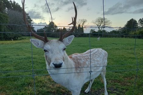Photo of property in 288 Oropi Gorge Road, Oropi, Tauranga, 3173