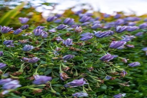 Photo of property in 1 Sandhurst Rise, Henderson, Auckland, 0612