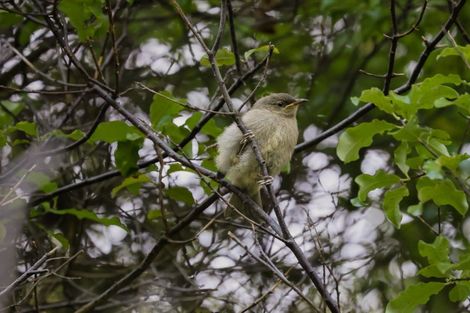 Photo of property in 148 Watershed Road, Bunnythorpe, Palmerston North, 4470