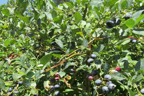 Photo of property in 549a Seddon Road, Gordonton, Hamilton, 3287