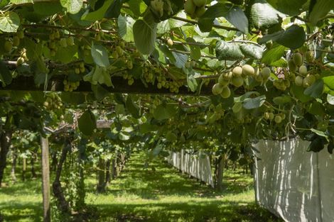 Photo of property in 186 Beach Road, Katikati, 3178