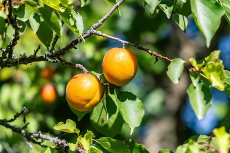 Photo of property in 92 Pauls Road, Rapaura, Blenheim, 7273