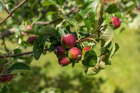 Photo of property in 58 Loach Road, Hawea Flat, Wanaka, 9382