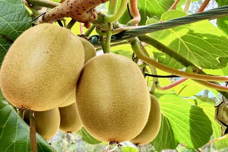 Photo of property in 29 I'anson Road, Minden, 3179