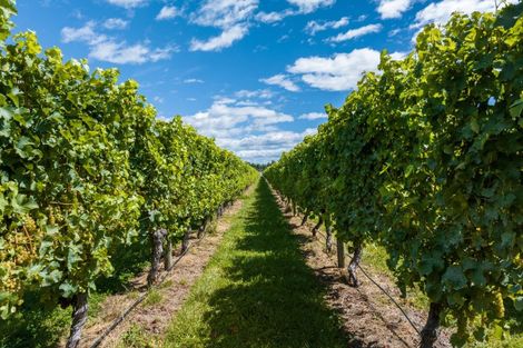 Photo of property in 5 Brook Street, Renwick, 7204