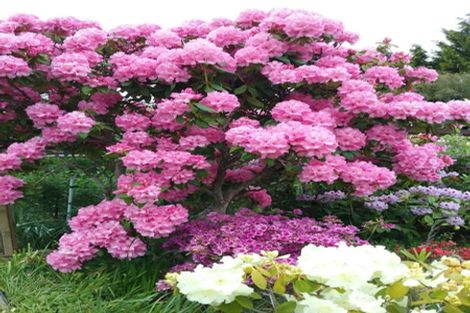 Photo of property in 16 Lisburn Avenue, Caversham, Dunedin, 9012