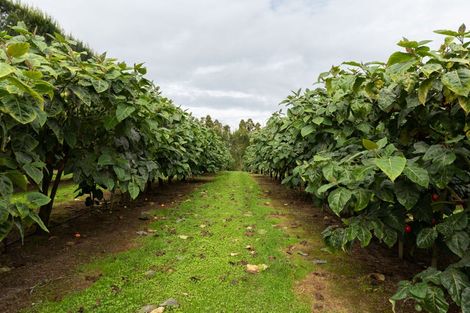 Photo of property in 25 Cottle Hill Drive, Kerikeri, 0293