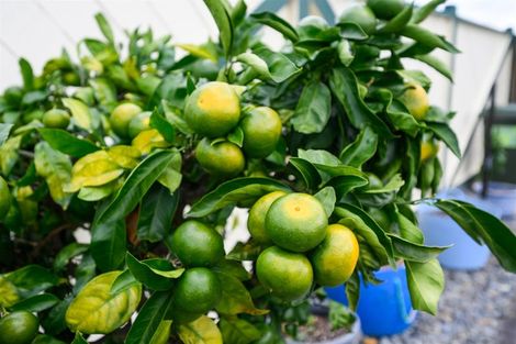 Photo of property in 1 Oldfield Place, Bulls, 4818