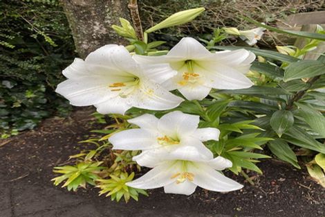 Photo of property in 6a Hart Street, Belleknowes, Dunedin, 9011