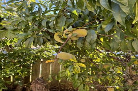 Photo of property in 59h Astley Avenue, New Lynn, Auckland, 0600