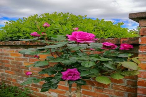 Photo of property in 23 Lee Road, Burbush, Hamilton, 3289