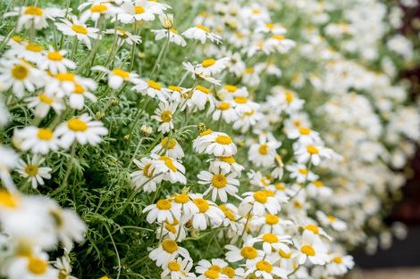 Photo of property in 60 Marion Street, Macandrew Bay, Dunedin, 9014