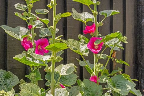 Photo of property in 147 Redwood Street, Redwoodtown, Blenheim, 7201