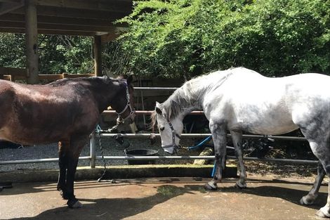 Photo of property in 19 Valley Road, Waitoki, Kaukapakapa, 0871