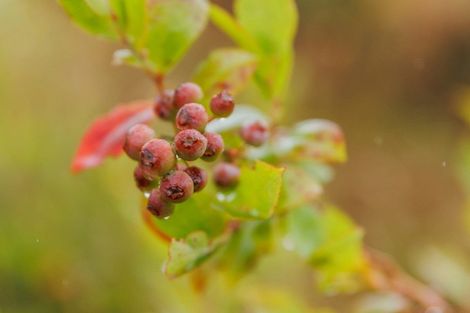 Photo of property in 790 Pungaere Road, Waipapa, 0295