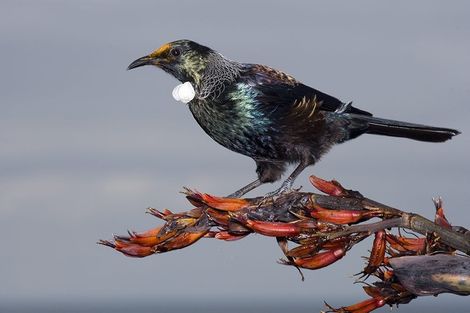 Photo of property in 109 The Strand, Okarito, Whataroa, 7886