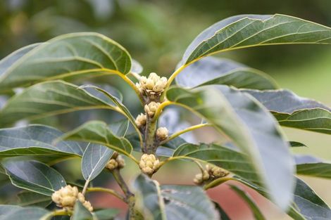 Photo of property in 54d Chard Road, Aongatete, Katikati, 3178