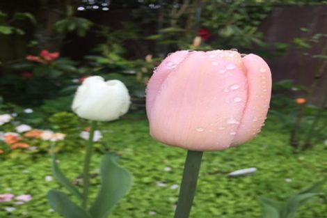 Photo of property in 6a Hart Street, Belleknowes, Dunedin, 9011