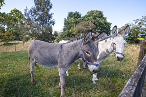 Photo of property in 4652 Ohaupo Road, Ohaupo, 3883