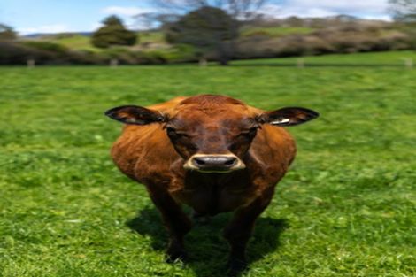 Photo of property in 100 Franklin Road, Waihi, 3682