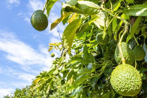 Photo of property in 119 Armstrong Road, Te Puna, Tauranga, 3174