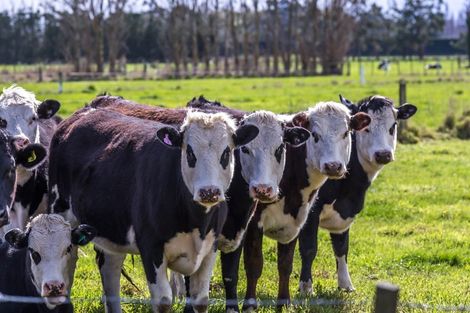 Photo of property in 264 Greenpark Road, Lincoln, Christchurch, 7674