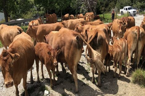 Photo of property in 492 Wairere Road, Paparoa, 0571