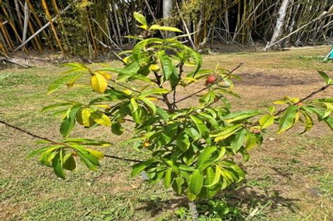 Photo of property in 4021 State Highway 1, Pukenui, Kaitaia, 0484