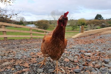 Photo of property in 88 Clark Road, Ngaruawahia, 3793