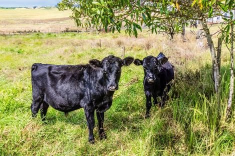 Photo of property in 947 Mangakahia Road, Poroti, Whangarei, 0179