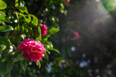 Photo of property in 1/47 Stredwick Drive, Torbay, Auckland, 0630