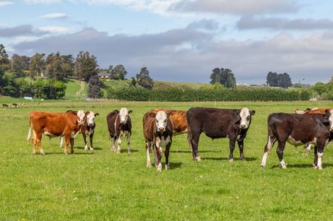 Photo of property in 59 Terrace Road, Cust, Rangiora, 7471