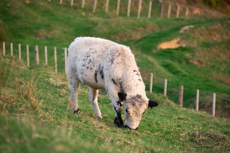 Photo of property in 73 Bayer Road, Puhoi, 0994