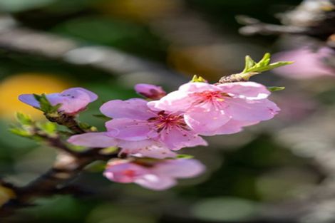 Photo of property in 3a Keats Terrace, Leamington, Cambridge, 3432