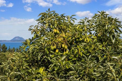 Photo of property in 252e Kauri Point Road, Tahawai, Katikati, 3170