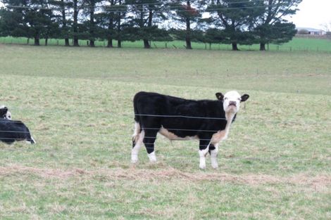 Photo of property in 326 Lorne-dacre Road, Roslyn Bush, Invercargill, 9876