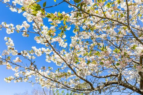 Photo of property in 92 Pauls Road, Rapaura, Blenheim, 7273