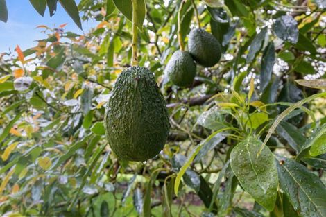 Photo of property in 6a Woodland Road, Tahawai, Katikati, 3170