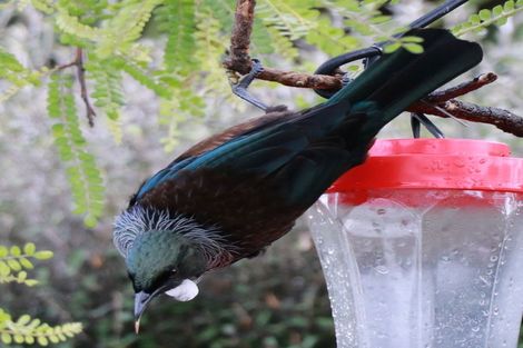 Photo of property in 45 Te Aroha Street, Hamilton East, Hamilton, 3216