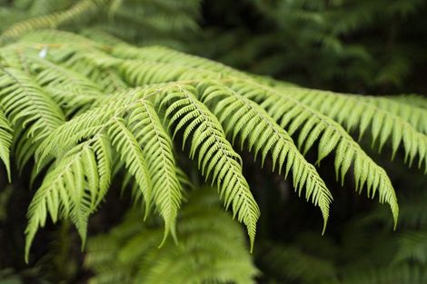 Photo of property in 453 Cemetery Road, Maunu, Whangarei, 0179