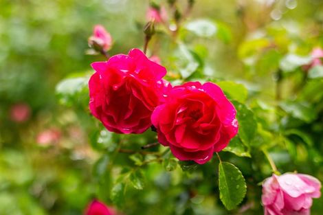 Photo of property in 21 Saunders Close, Whitby, Porirua, 5024