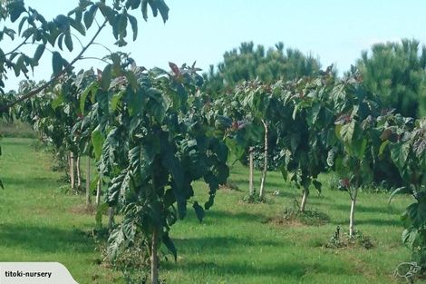 Photo of property in 324 Greig Road, Matata, Whakatane, 3194