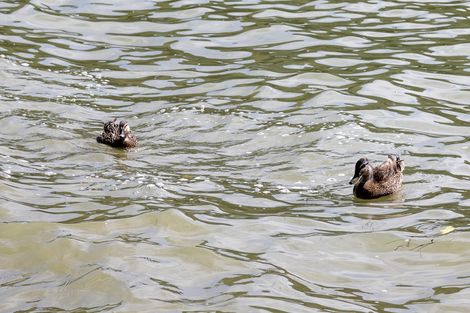 Photo of property in 193 Victory Road, Laingholm, Auckland, 0604