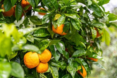 Photo of property in 381 Tara Road, Mangawhai, 0573