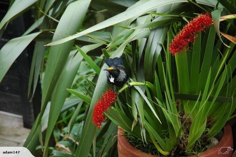 Photo of property in 203 Houghton Bay Road, Houghton Bay, Wellington, 6023