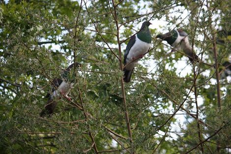 Photo of property in 92e Upper Harbour Drive, Greenhithe, Auckland, 0632